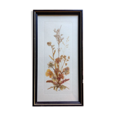 Frame dried plants