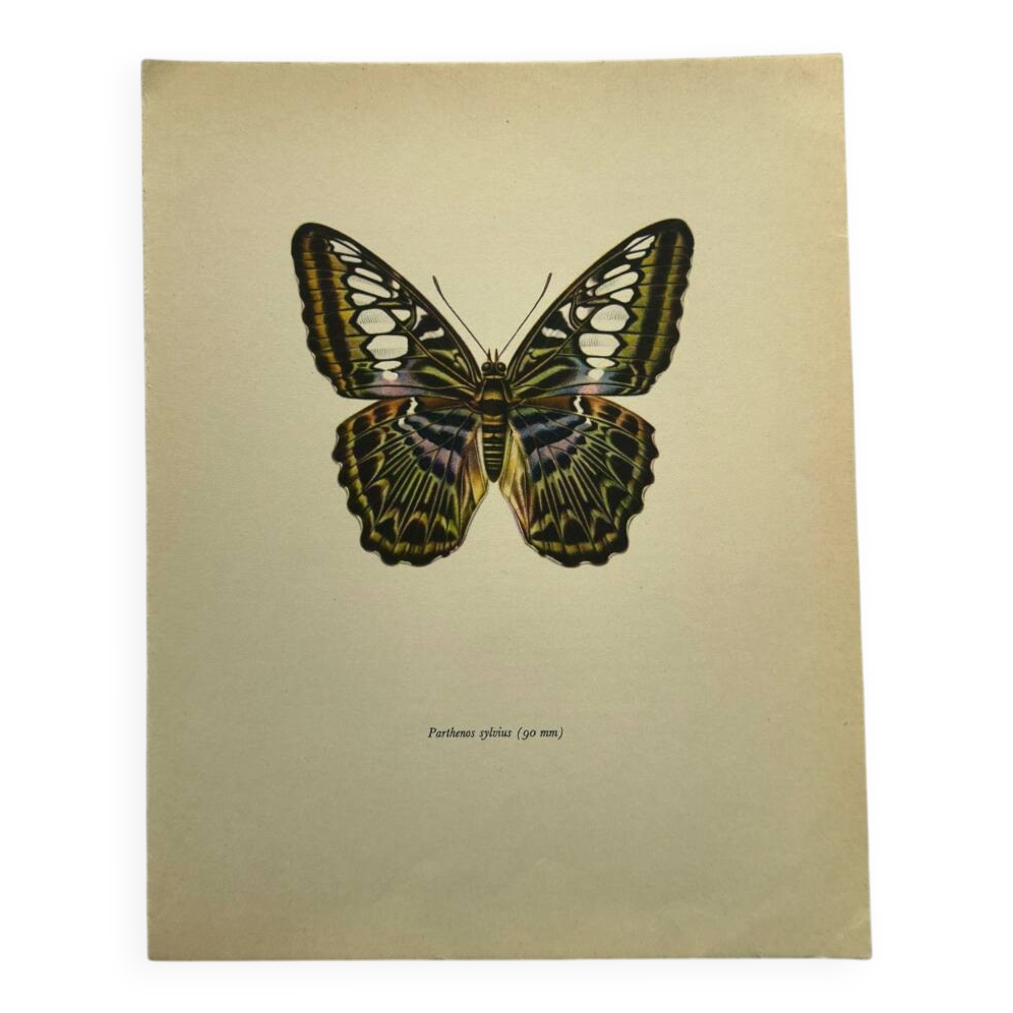Botanical butterfly print vintage zoo lithograph decor