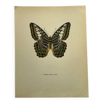 Gravure papillon affiche botanique zoo litho ancienne déco