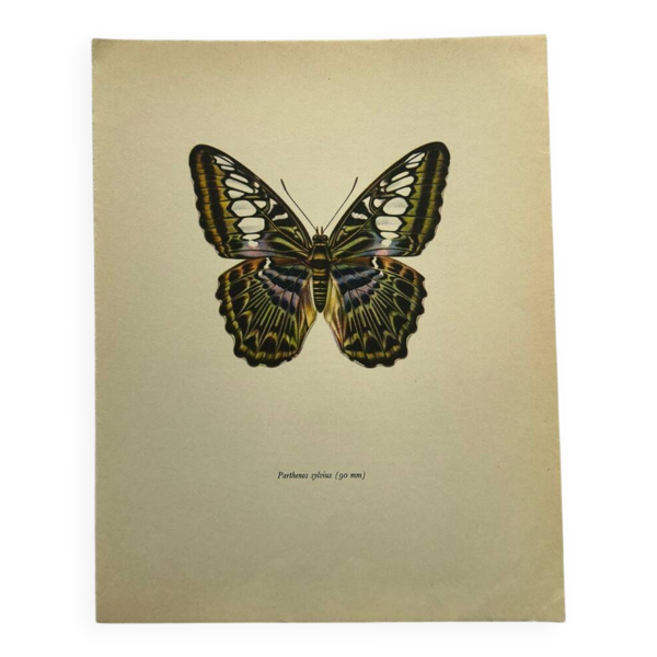 Gravure papillon affiche botanique zoo litho ancienne déco — Beyit