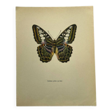 Botanical butterfly print vintage zoo lithograph decor