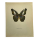 Gravure papillon affiche botanique zoo litho ancienne déco