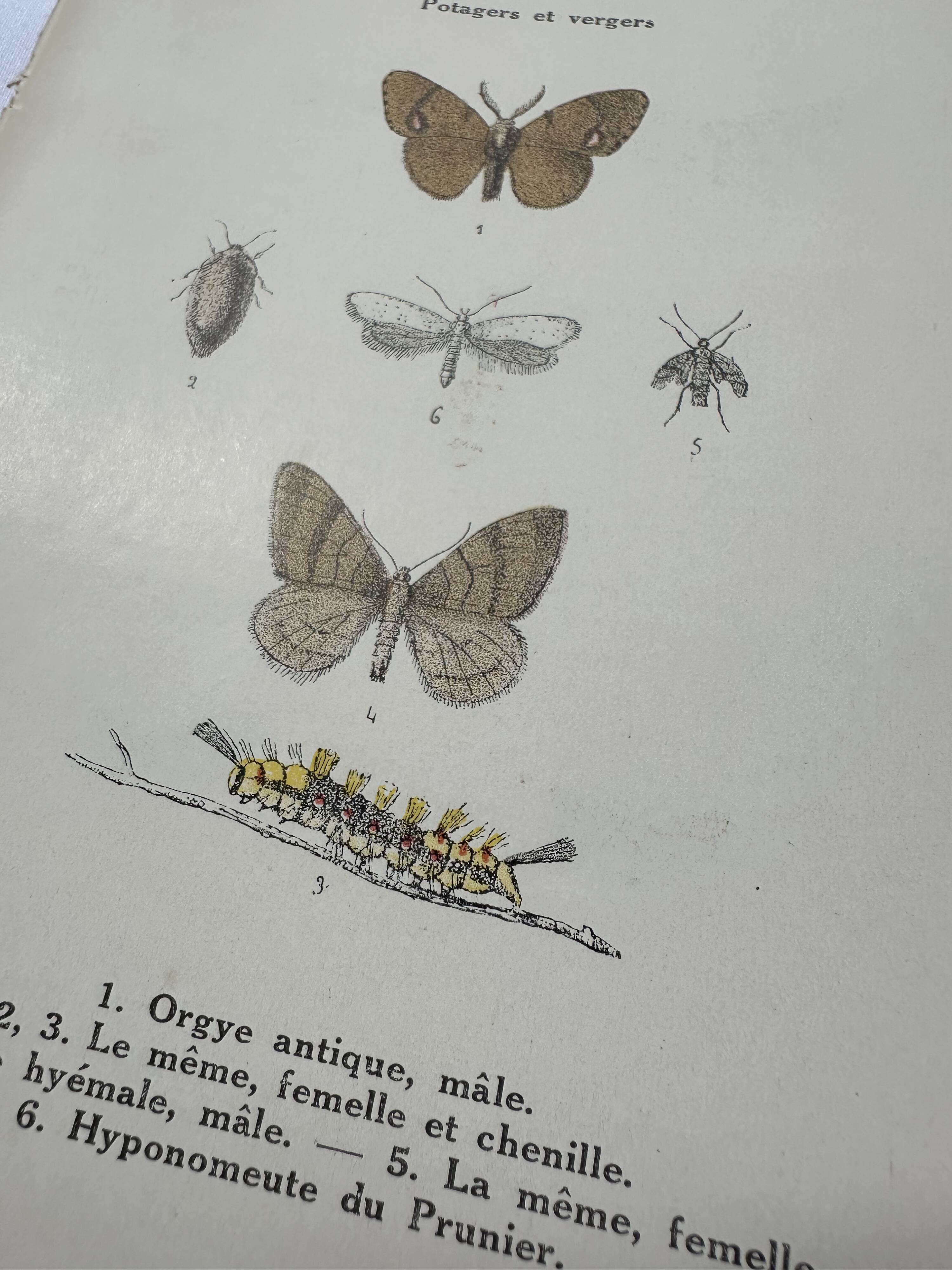 Naturalist plate insect entomology old lithograph