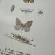 Naturalist plate insect entomology old lithograph