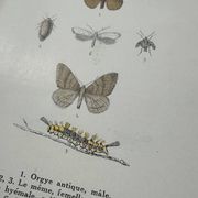 Naturalist plate insect entomology old lithograph