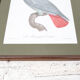 Engraving the ashy parrot of jacques barraband