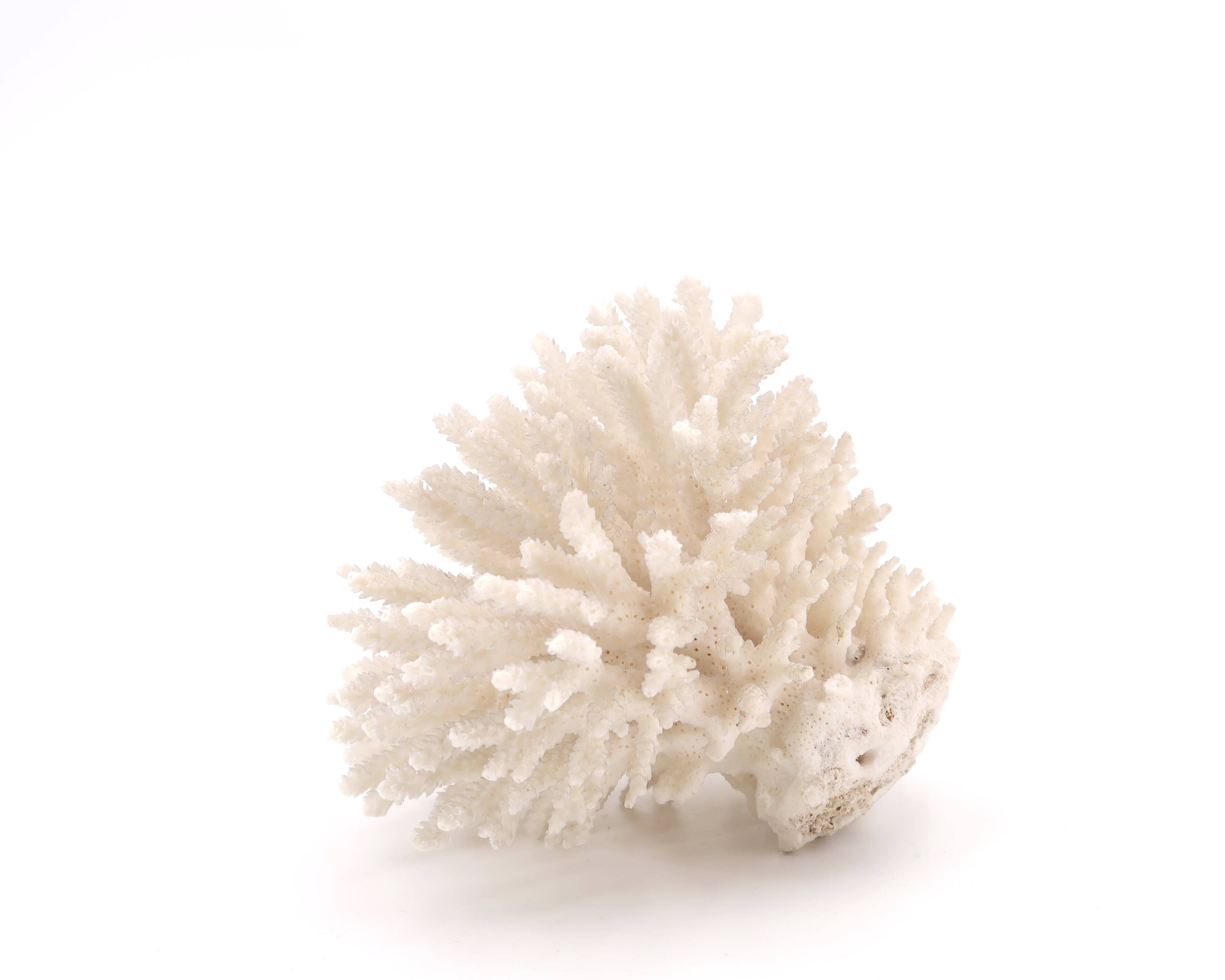 White coral, 70s