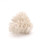 White coral, 70s