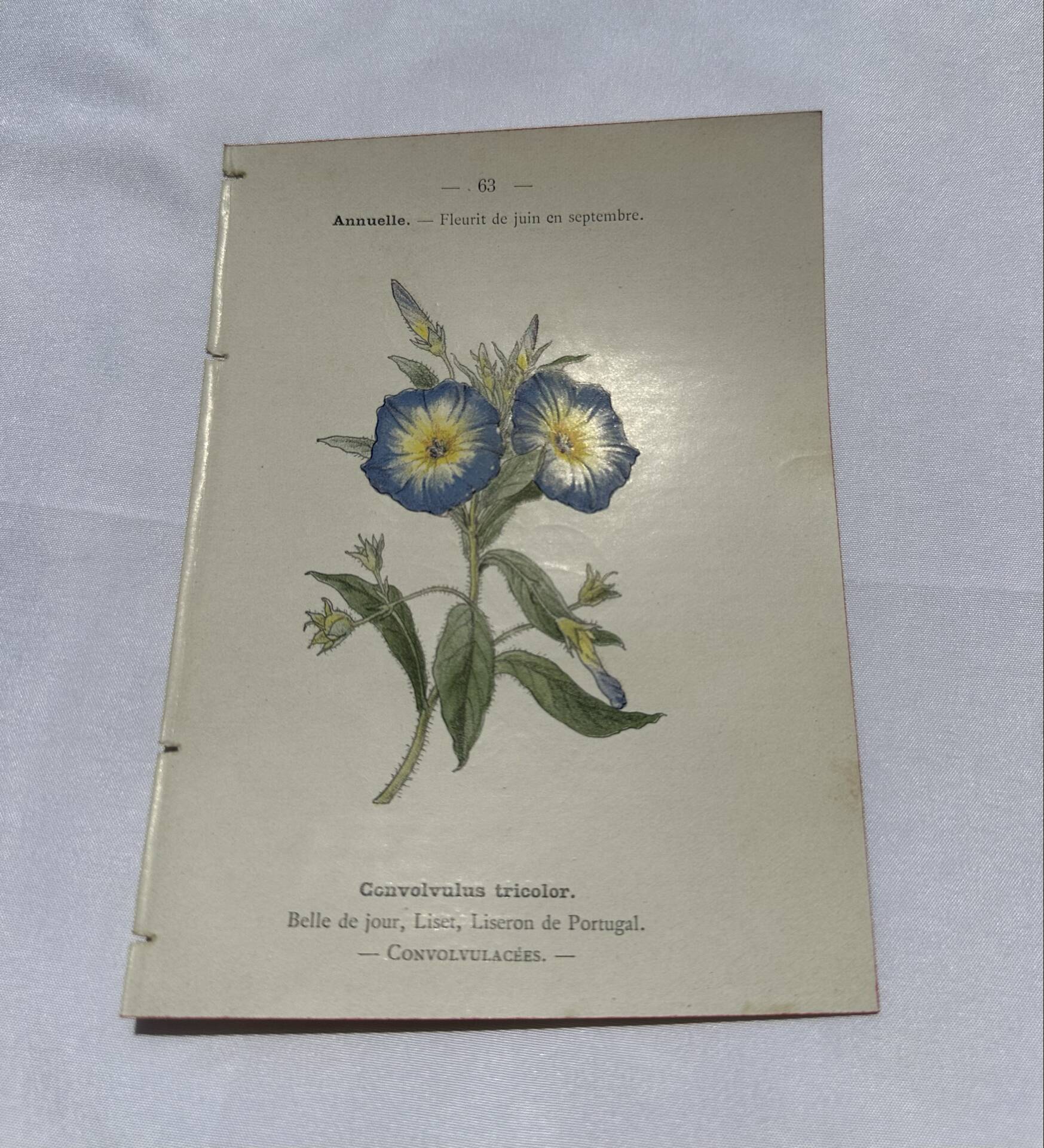 Botanical engraving naturalist plate 19th century double-sided