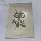 Botanical engraving naturalist plate 19th century double-sided