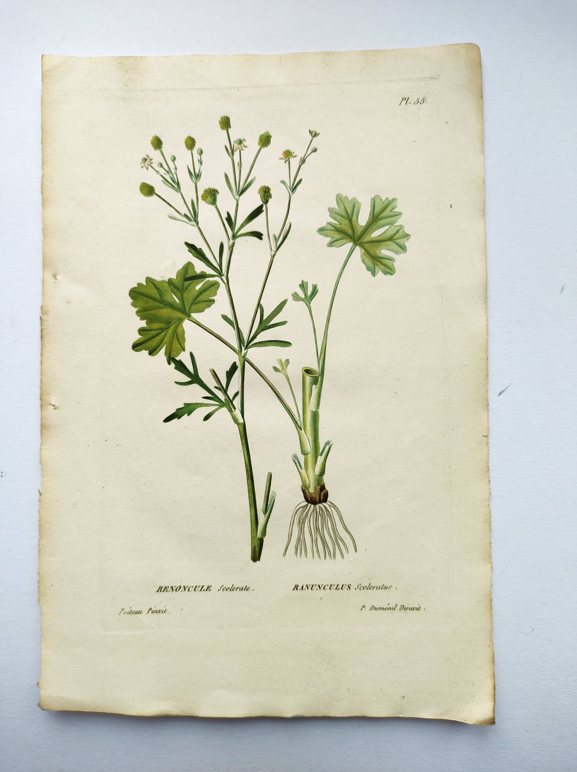 Antique flower engraving from 1829 - Ranunculus Scerelate - By P.A Poiteau.