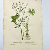 Gravure de fleur ancienne de 1829 - Renoncule Scerelate- Par P.A Poiteau.