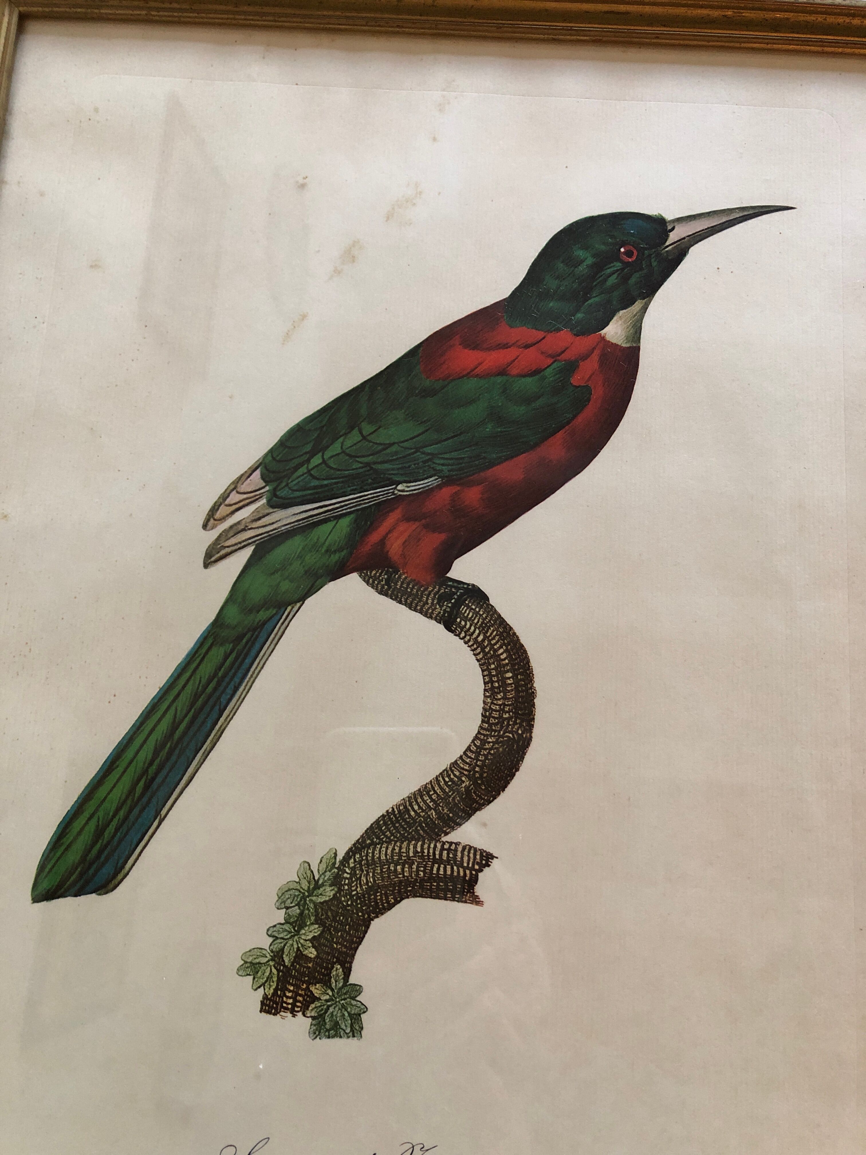 Bird engraving "The Great Jacamar"