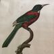 Bird engraving "The Great Jacamar"