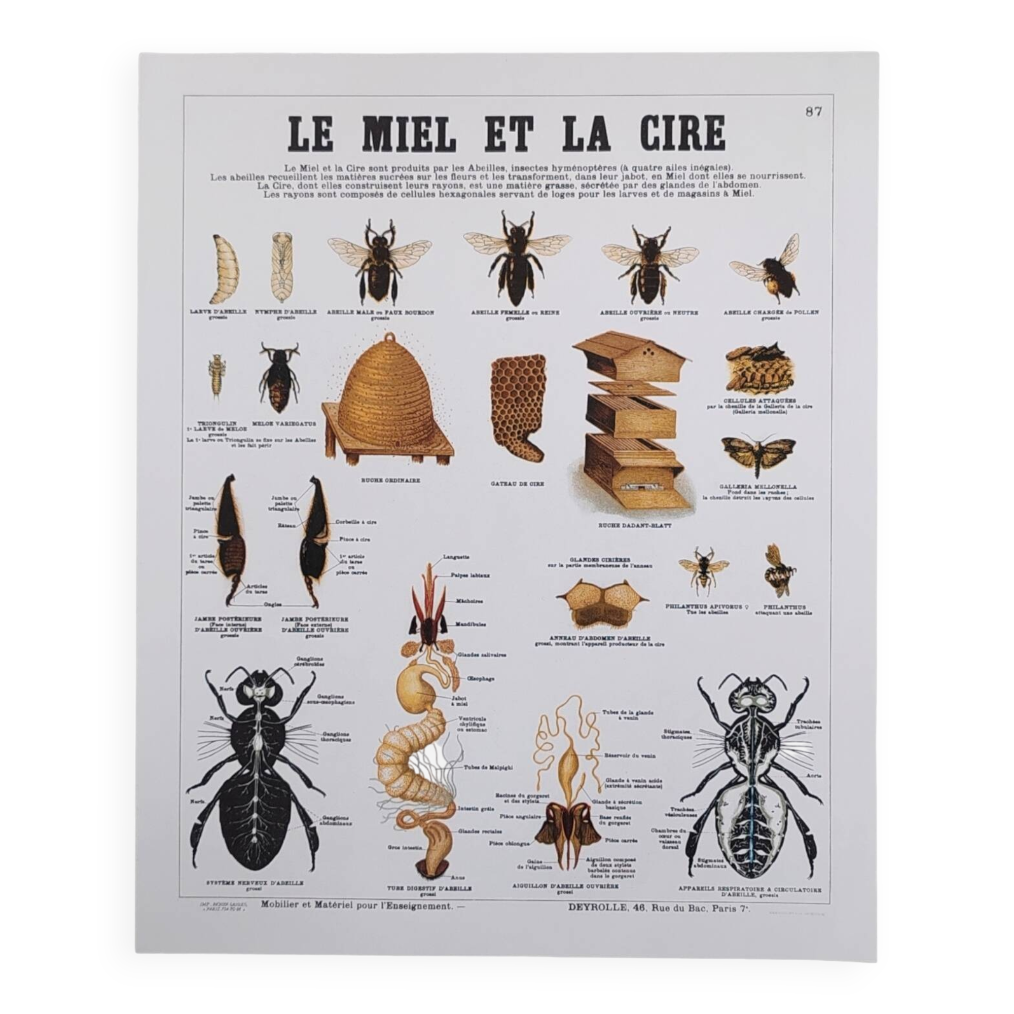 Deyrolle educational poster, Honey and wax.