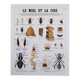 Deyrolle educational poster, Honey and wax.