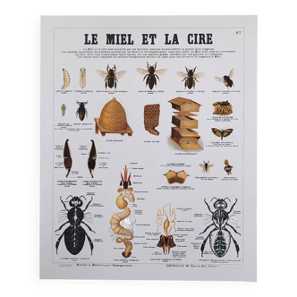 Deyrolle educational poster, Honey and wax.