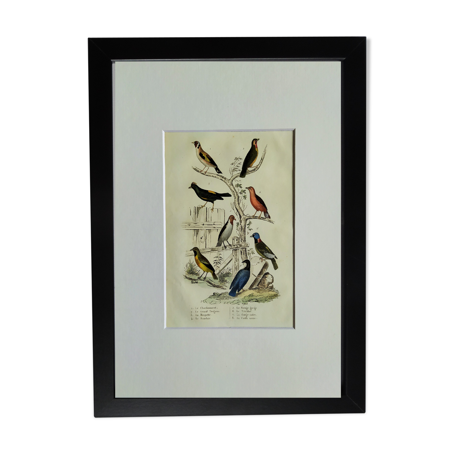 Original ornithological plate " Goldfinch - Grand Tangara -&c..." Buffon (1837)