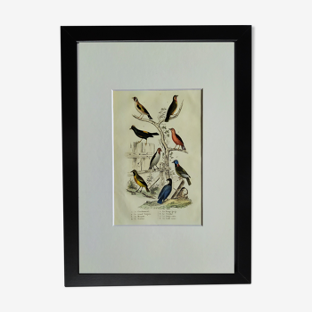 Original ornithological plate " Goldfinch - Grand Tangara -&c..." Buffon (1837)
