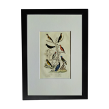 Original ornithological plate " Goldfinch - Grand Tangara -&c..." Buffon (1837)