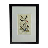 Planche originale ornithologique " Chardonneret - Grand Tangara -&c..." Buffon 1837