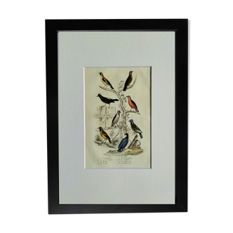 Planche originale ornithologique " Chardonneret - Grand Tangara -&c..." Buffon 1837