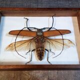 Insect frame Guyana 1960s