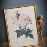 Litho Rose Philippe Noisette