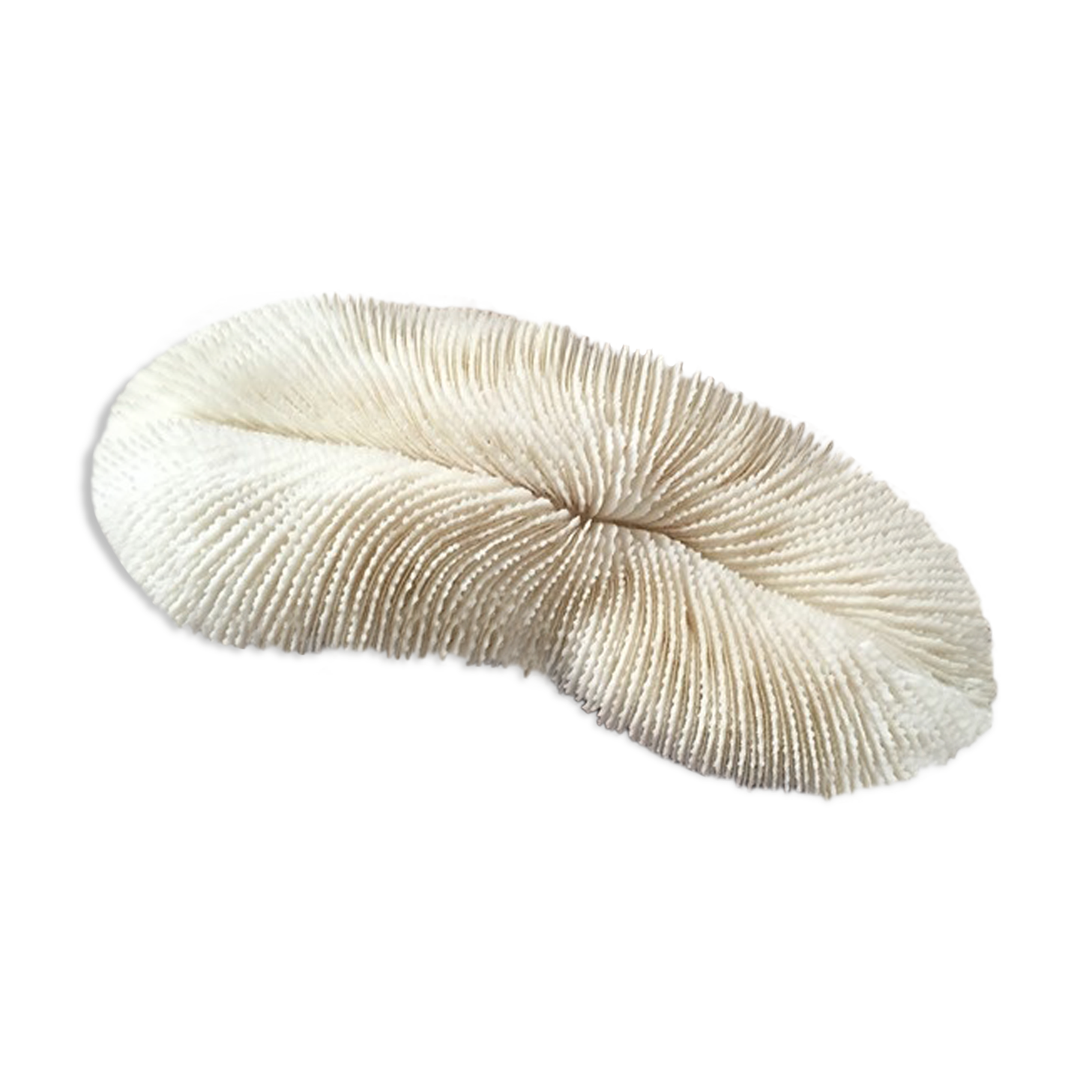 Ancient white coral Fungia fungites or coral fungus.