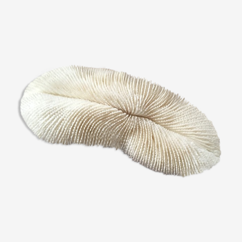 Ancient white coral Fungia fungites or coral fungus.