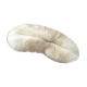 Ancient white coral Fungia fungites or coral fungus.