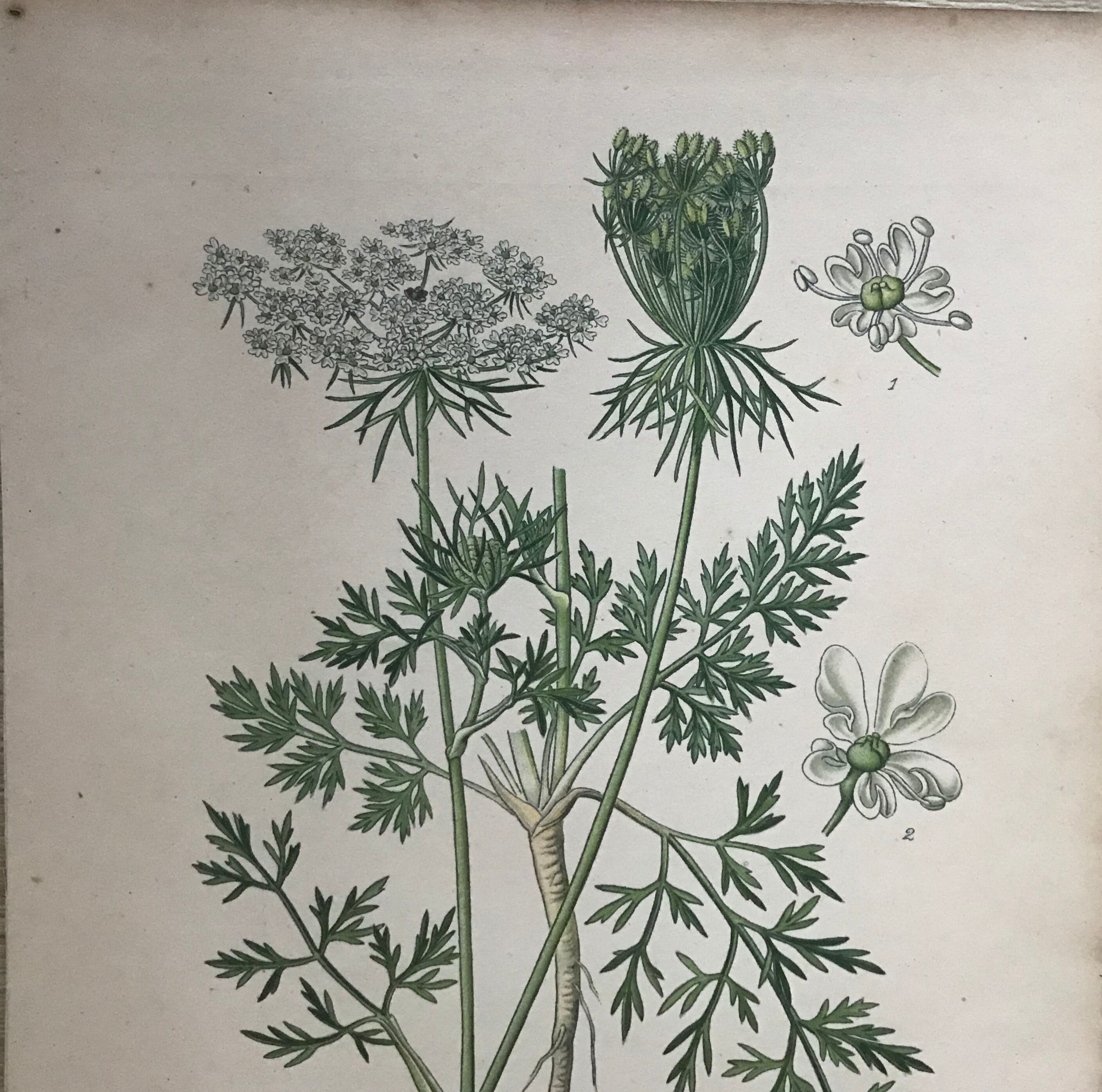 Ancient botanical boards