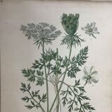 Ancient botanical boards