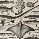 Lithographie gravure sur les poissons de 1928