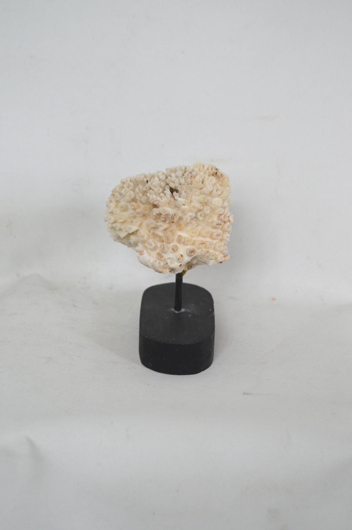 Corail blanc