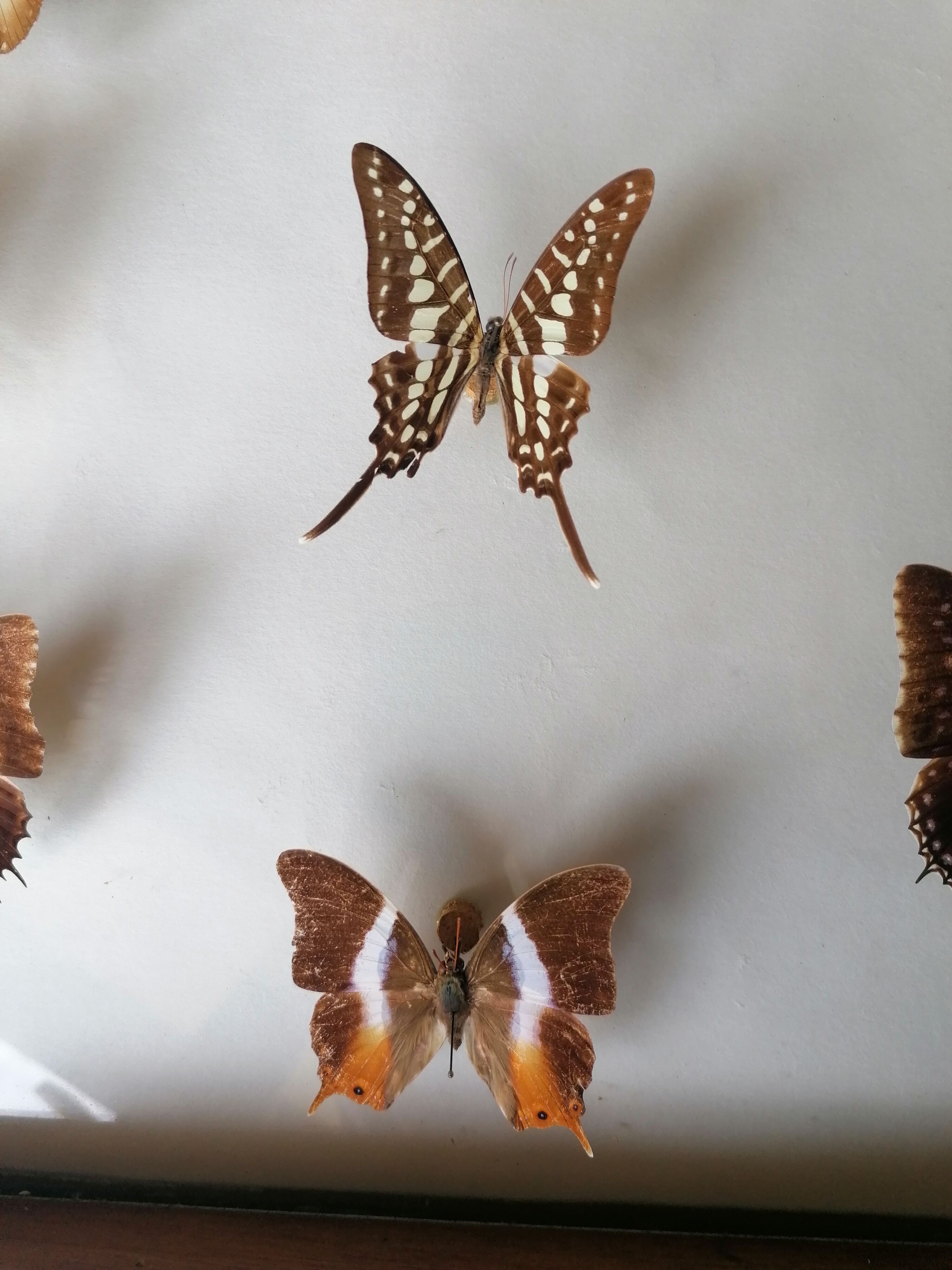 Cadre papillons taxidermie Kenya