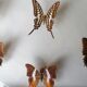 Cadre papillons taxidermie Kenya