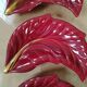 Lot de 3 coupelles de service verceram rouge et or
