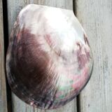 Mother-of-pearl shell