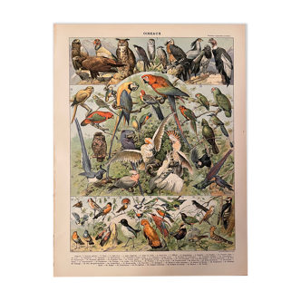 Lithographie en couleurs sur les oiseaux du Nouveau Larousse Illustré 1897 - 1
