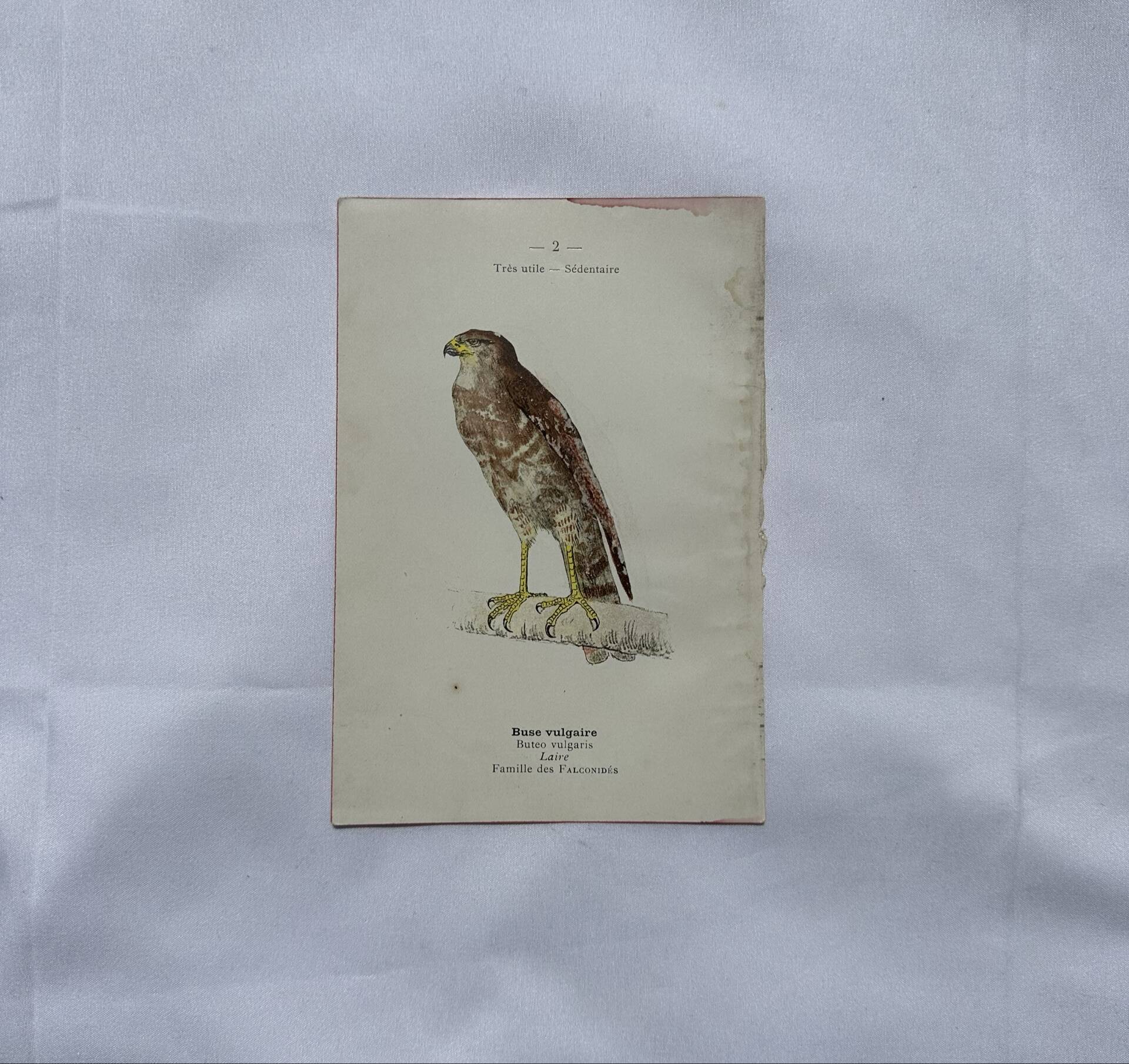 Planche Botanique Gravure oiseaux naturaliste  19eme recto verso  A