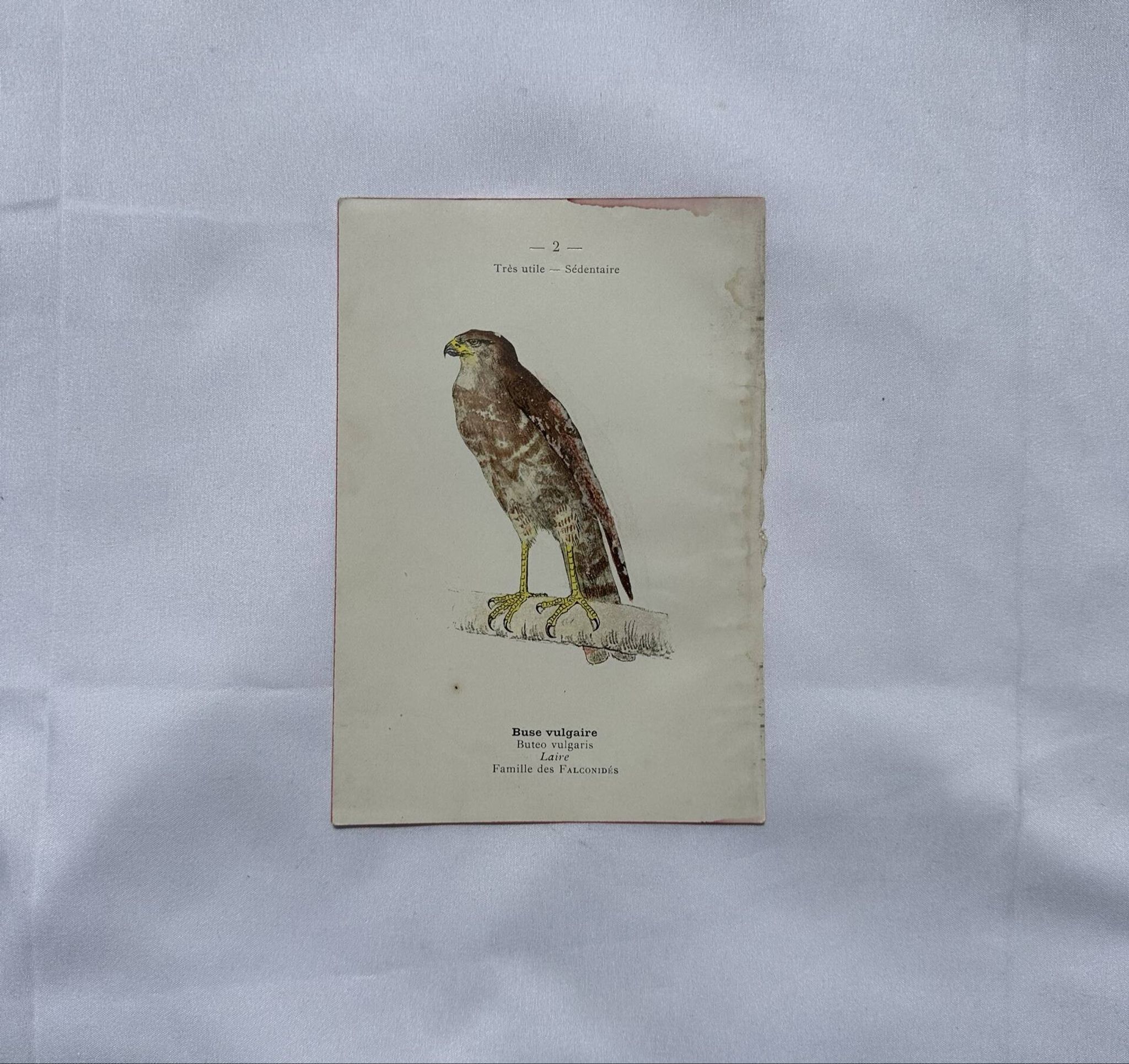 Planche Botanique Gravure oiseaux naturaliste  19eme recto verso  A
