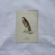 Planche Botanique Gravure oiseaux naturaliste  19eme recto verso  A