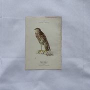 Planche Botanique Gravure oiseaux naturaliste  19eme recto verso  A
