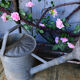 Zinc watering can ref 3