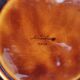 Vintage French fish plate, Sarreguemines