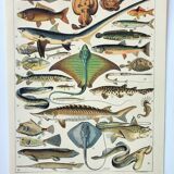 Gravure ancienne 1898, Poissons 2, animaux marins • Lithographie originale et vintage