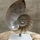 Vintage Nautile lay lamp
