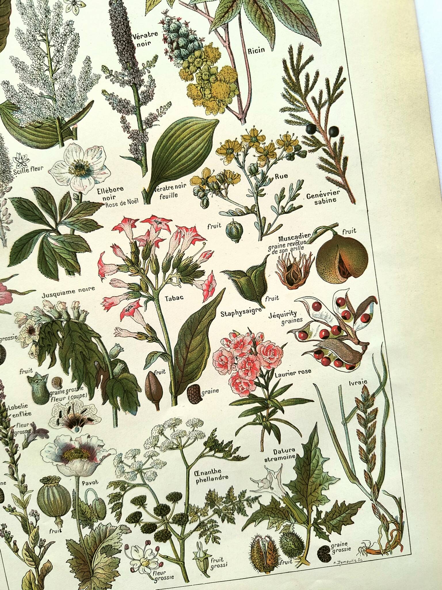 Gravure vintage de 1925 • Plantes dangereuses (2)• Planche ancienne nature