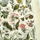 Gravure vintage de 1925 • Plantes dangereuses (2)• Planche ancienne nature